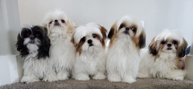 Five of our Shih Tzus sitting in a row