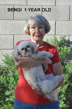 A woman holding Bengi, a one-year-old Shih Tzu