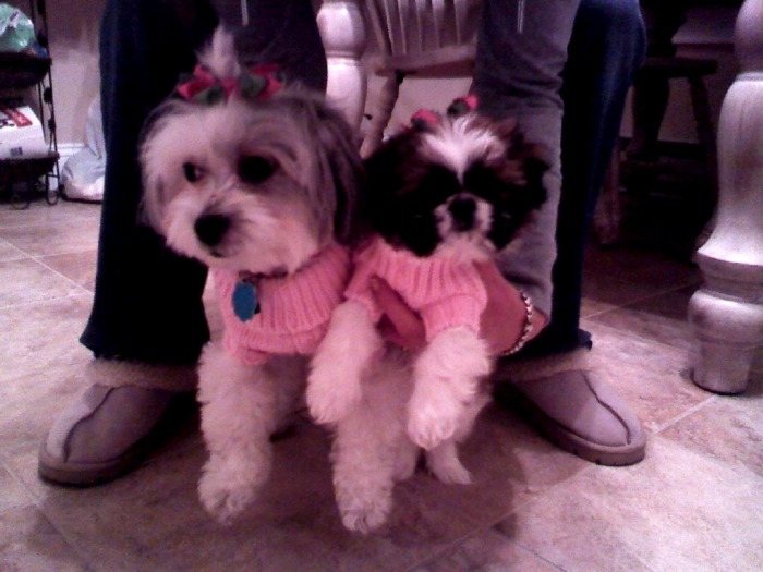 Two small dogs in pink sweaters sitting together